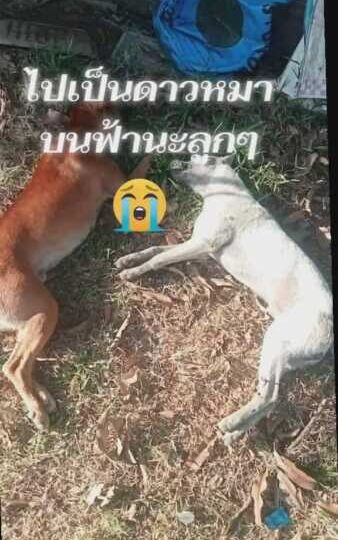 โจรชั่ววางยาเบื่อฆ่าหมาหมู่ 8 ตัวรวด หวังย่องเบาขึ้นบ้าน ผู้ว่าฯ สั่งเฉียบขาดส่งปลัดลุยตรวจ-พารวมตัวแจ้งความจับ