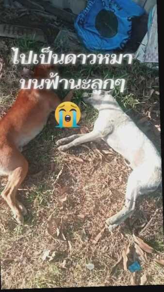 โจรชั่ววางยาเบื่อฆ่าหมาหมู่ 8 ตัวรวด หวังย่องเบาขึ้นบ้าน ผู้ว่าฯ สั่งเฉียบขาดส่งปลัดลุยตรวจ-พารวมตัวแจ้งความจับ