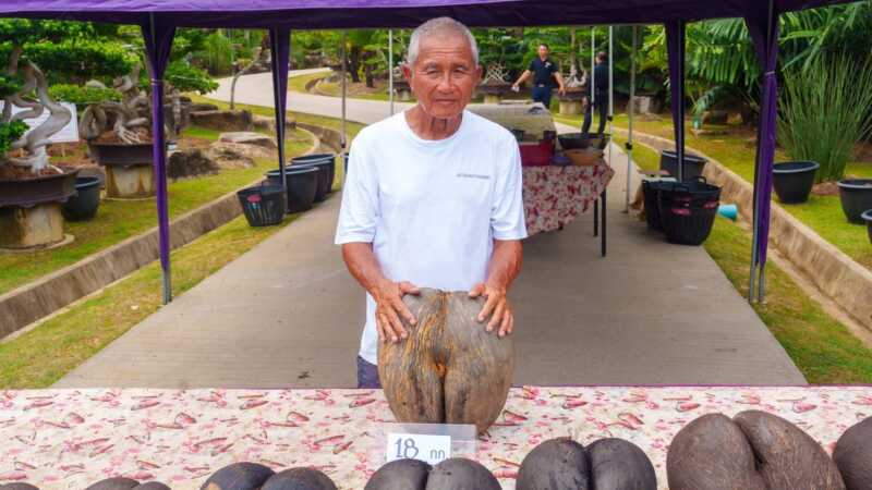 ตื่นตะลึงระดับโลก! สวนนงนุชพัทยาผ่า “มะพร้าวทะเล” พืชหายากเมล็ดใหญ่ที่สุดในโลก เผยภาพภายในผลที่แทบไม่มีใครเคยเห็น พร้อมตอกย้ำความสำเร็จการเป็น อาณาจักรแห่งแหล่งเรียนรู้ด้าพฤกษศาสตร์