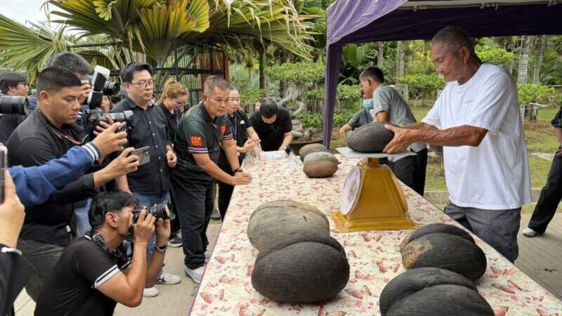 ตะลึง! สวนนงนุชผ่า “มะพร้าวทะเล” เมล็ดใหญ่ที่สุดในโลก 12 ลูก มูลค่ารวมกว่า 1.2 ล้านบาท เปิดภาพหาชมยาก
