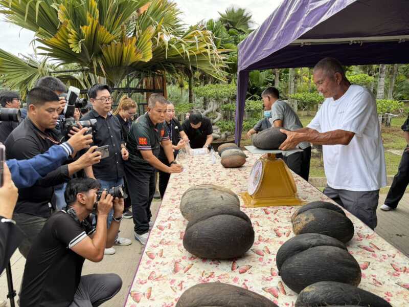 ตะลึง! สวนนงนุชผ่า “มะพร้าวทะเล” เมล็ดใหญ่ที่สุดในโลก 12 ลูก มูลค่ารวมกว่า 1.2 ล้านบาท เปิดภาพหาชมยาก