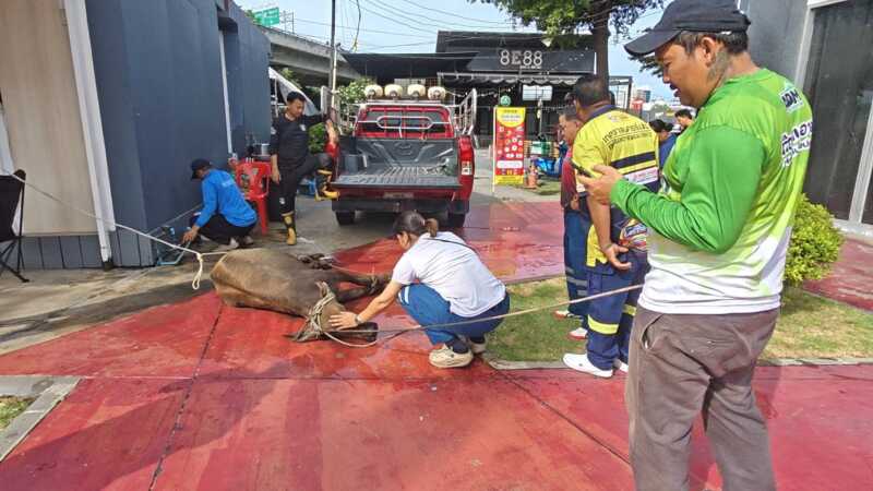ปทุมธานีระทึกลูกกระบือวิ่งพล่านถนนพหลโยธินรถขับหลบวุ่นก่อนกู้ภัยรวบตัว