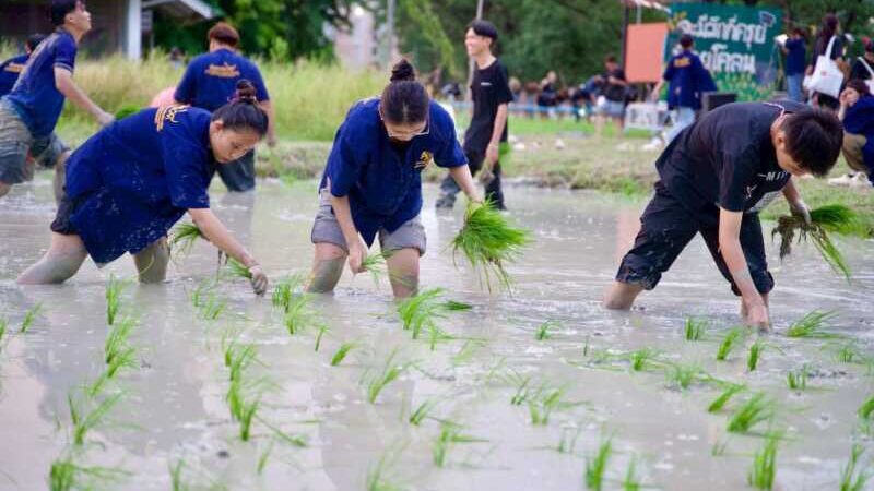 พิษณุโลก – รับน้องเกษตรนเรศวร “เปิดประสบการณ์ นาหรรษา NEXT GEN : วิ ถีไทย × เกษตรสมัยใหม่”