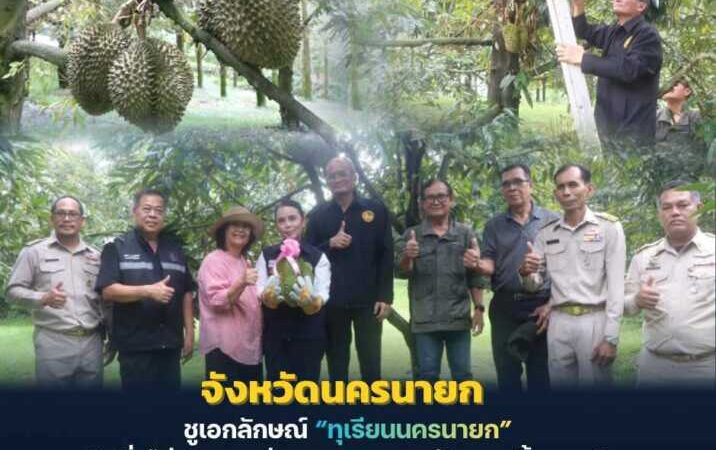 นครนายก – ชูเอกลักษณ์ทุเรียนนครนายก กลิ่นไม่ฉุน หอมอ่อน ละมุน หวานมัน ชวนลิ้มลอง