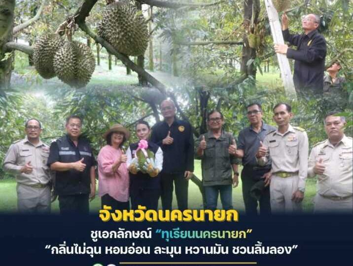 นครนายก – ชูเอกลักษณ์ทุเรียนนครนายก กลิ่นไม่ฉุน หอมอ่อน ละมุน หวานมัน ชวนลิ้มลอง
