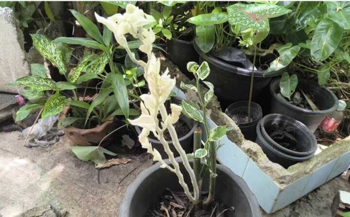 นครนายก – ชาวบ้านนำต้นสะแหยกหรือกวักเงิน – กวักทองต้นสีเขียวมาปลูกเกิดแตกกิ่งออกเป็นต้นสีขาวคาดว่าจะมาให้โชคใกล้วันหวยออก