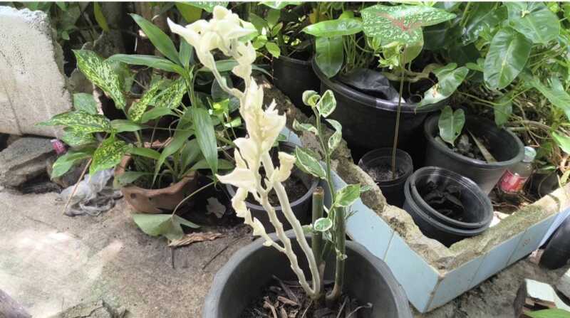 นครนายก – ชาวบ้านนำต้นสะแหยกหรือกวักเงิน – กวักทองต้นสีเขียวมาปลูกเกิดแตกกิ่งออกเป็นต้นสีขาวคาดว่าจะมาให้โชคใกล้วันหวยออก