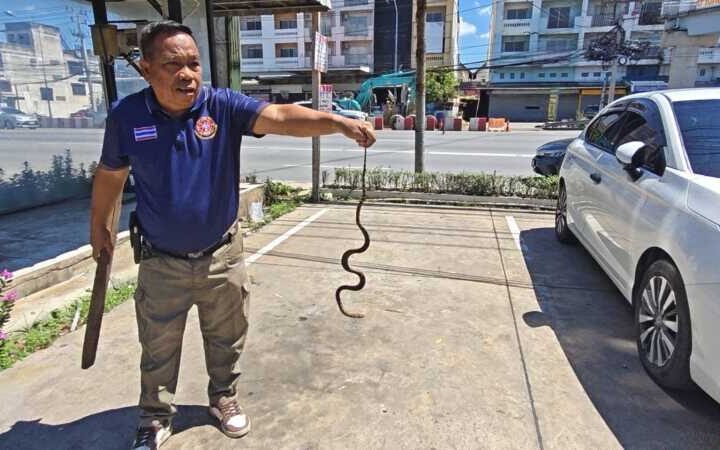 ปทุมธานี – ตำรวจทางหลวงผงะเจอลูกงูเหลือมซุกใต้ท้องกระบะ เชื่อมาให้โชค