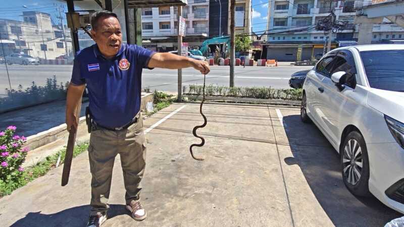 ปทุมธานี – ตำรวจทางหลวงผงะเจอลูกงูเหลือมซุกใต้ท้องกระบะ เชื่อมาให้โชค
