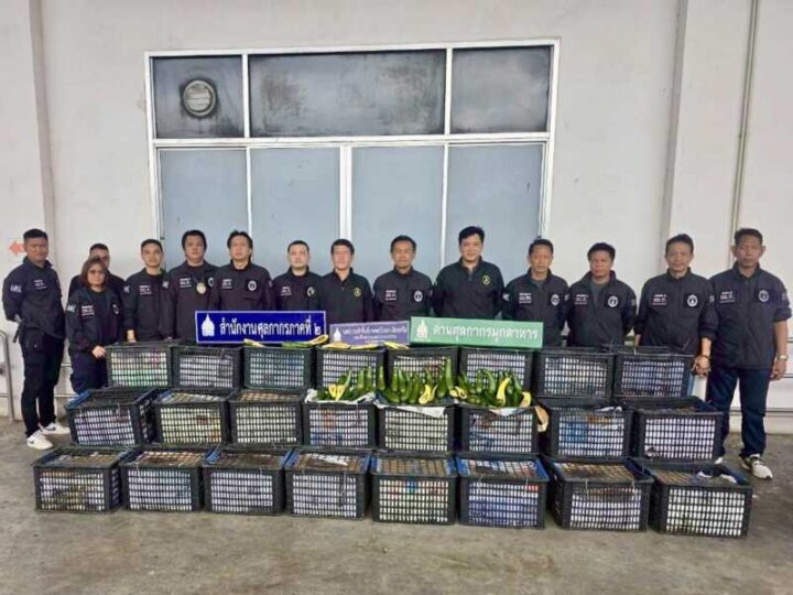 มุกดาหาร – ปราบปรามศุลกากรภาค 2 ยึดอะโวคาโดลักลอบนำเข้าจากลาว