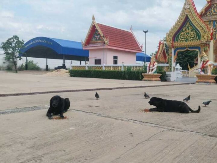 ปทุมธานี – ด่วนหมาจรคลั่งติดพิษสุนัขบ้าไล่กัดคน สัตว์ ประกาศเขตโรคระบาด 3 อำเภอปูพรมฉีดวัคซีนด่วน