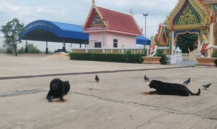 ปทุมธานี – ด่วนหมาจรคลั่งติดพิษสุนัขบ้าไล่กัดคน สัตว์ ประกาศเขตโรคระบาด 3 อำเภอปูพรมฉีดวัคซีนด่วน