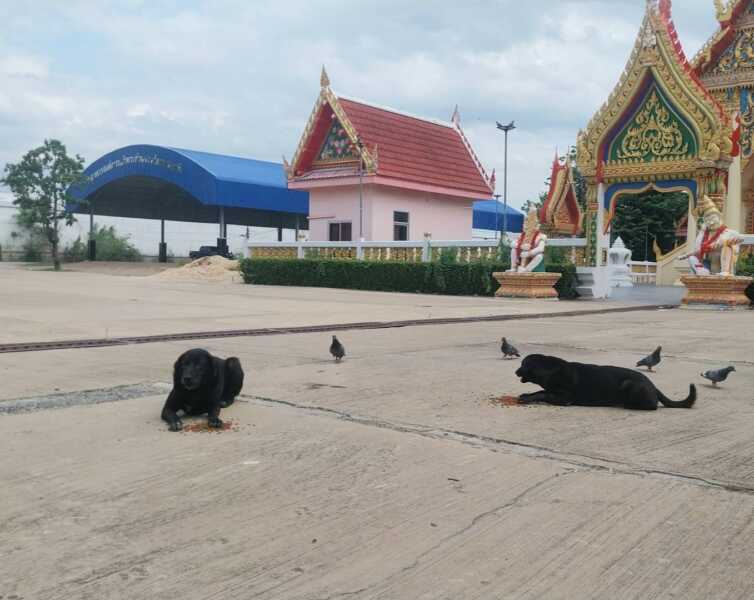 ปทุมธานี – ด่วนหมาจรคลั่งติดพิษสุนัขบ้าไล่กัดคน สัตว์ ประกาศเขตโรคระบาด 3 อำเภอปูพรมฉีดวัคซีนด่วน