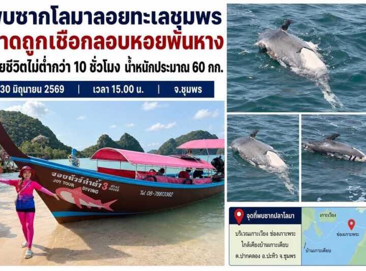 พบซากโลมาลอยทะเลชุมพร คาดถูกเชือกลอบหอยพันหาง เสียชีวิตไม่ต่ำกว่า 10 ชั่วโมง