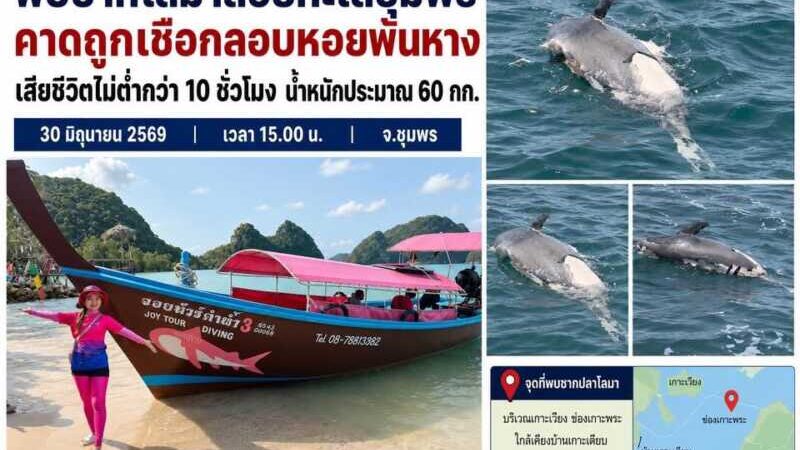 พบซากโลมาลอยทะเลชุมพร คาดถูกเชือกลอบหอยพันหาง เสียชีวิตไม่ต่ำกว่า 10 ชั่วโมง