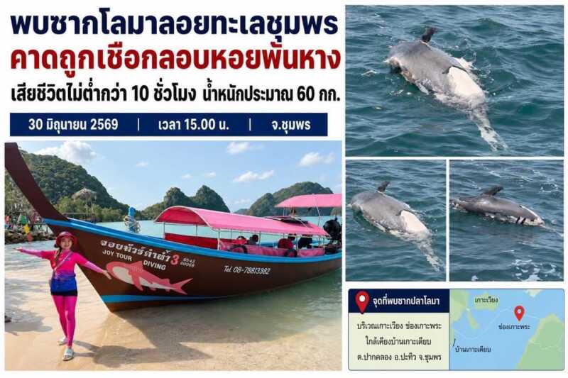 พบซากโลมาลอยทะเลชุมพร คาดถูกเชือกลอบหอยพันหาง เสียชีวิตไม่ต่ำกว่า 10 ชั่วโมง