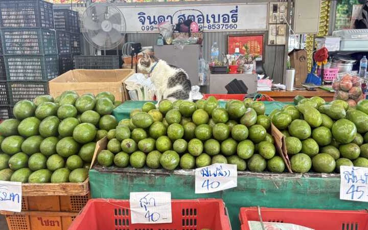 ปทุมธานีตลาดสี่มุมเมืองจัดทัพอะโวคาโด 60 แผง ชู 7 พันธุ์เด่นตลอดปี