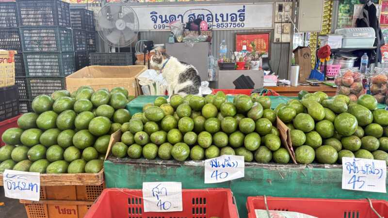 ปทุมธานีตลาดสี่มุมเมืองจัดทัพอะโวคาโด 60 แผง ชู 7 พันธุ์เด่นตลอดปี