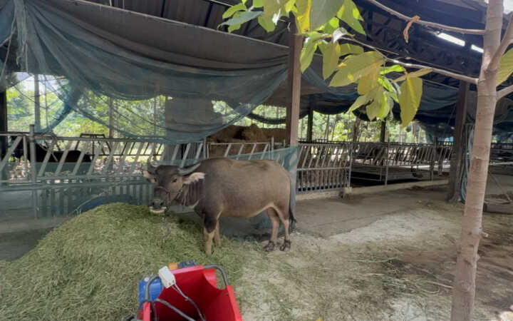 อ่างทอง ว๊าววิวหลักล้านท๊อปแลนด์คาเฟ่นั่งจิบชากาแฟบรรยากาศร่มรื่นท่ามกลางต้นไม้นานาชนิดในพื้นที่16ไร่ เดินชิลกับสกายวอล์คหมอนรองรถไฟสูง 4 เมตร ฮ้างต้นไม้สูง 4 เมตร ระยะทาง 30 เมตร สไตล์คาวบอย มีม้าให้ฝึกขี่ ให้อาหารแกะ กระต่าย เป็ด ไก่ และบ้านพักโฮมสเตย์