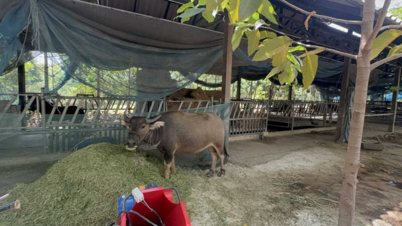 อ่างทอง ว๊าววิวหลักล้านท๊อปแลนด์คาเฟ่นั่งจิบชากาแฟบรรยากาศร่มรื่นท่ามกลางต้นไม้นานาชนิดในพื้นที่16ไร่ เดินชิลกับสกายวอล์คหมอนรองรถไฟสูง 4 เมตร ฮ้างต้นไม้สูง 4 เมตร ระยะทาง 30 เมตร สไตล์คาวบอย มีม้าให้ฝึกขี่ ให้อาหารแกะ กระต่าย เป็ด ไก่ และบ้านพักโฮมสเตย์