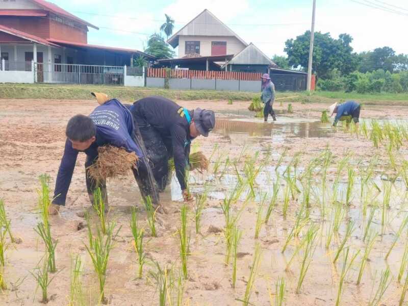 ทหารพราน 2107 ลงพื้นที่เสริมสร้างความสัมพันธ์ลงแขกดำนาช่วยเหลือเกษตรกรเสริมสร้าง ความสามัคคี