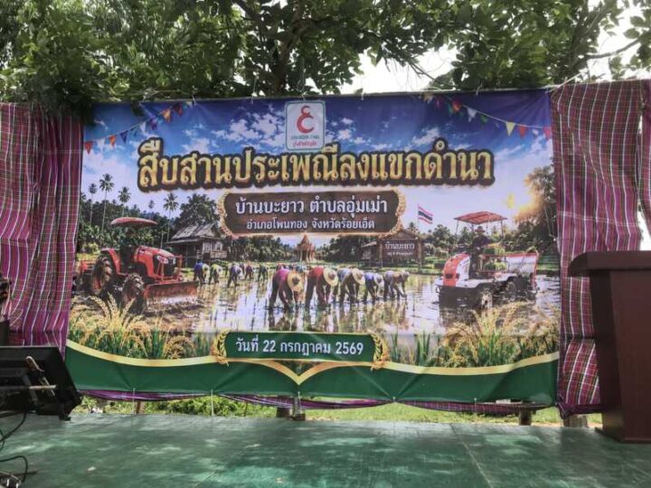 ร้อยเอ็ด!!!!!! นายอำเภอโพนทอง และชาวบ้านตำบลอุ่มเม่า ร่วมกันจัดกิจกรรมสืบสานอนุรักษ์ขนบธรรมเนียมประเพณี “ ลงแขกดำนา “