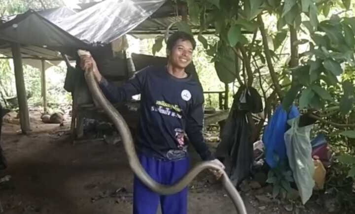 ผวาใต้หลังคา! จงอางยักษ์ยาวกว่า 3 เมตร เลื้อยซุกบ้านชาวบ้านที่นาทวี คอหวยไม่พลาดส่อง “เลขเด็ด” เสี่ยงโชค