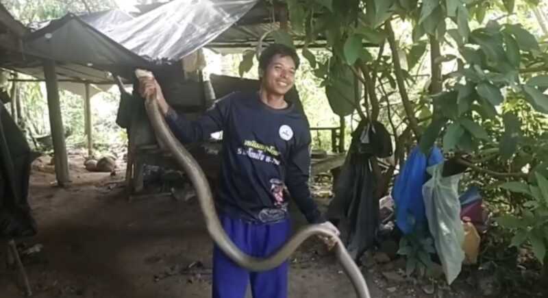 ผวาใต้หลังคา! จงอางยักษ์ยาวกว่า 3 เมตร เลื้อยซุกบ้านชาวบ้านที่นาทวี คอหวยไม่พลาดส่อง “เลขเด็ด” เสี่ยงโชค