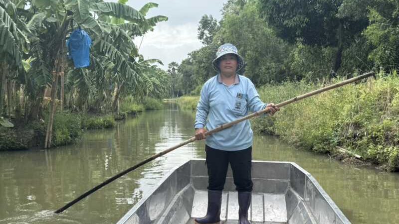 ปทุมธานี – เจ้าของสวนกล้วยหอมช็อกเจอจระเข้โผล่ว่ายน้ำ3ตัวประมงเร่งปูพรมล่าเช็กฟาร์มยันไม่ได้หลุด