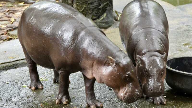 สวนสัตว์เปิดเขาเขียว ชวนฉลองวันเกิด 2 ปี “หมูเด้ง HAPPY เด้ง DAY” และเปิดตัว “Hippo Village” ดึงเด็ก-ผู้สูงอายุเที่ยวฟรี 10–12 กรกฎาคมนี้