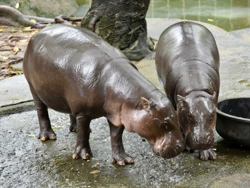 สวนสัตว์เปิดเขาเขียว ชวนฉลองวันเกิด 2 ปี “หมูเด้ง HAPPY เด้ง DAY” และเปิดตัว “Hippo Village” ดึงเด็ก-ผู้สูงอายุเที่ยวฟรี 10–12 กรกฎาคมนี้