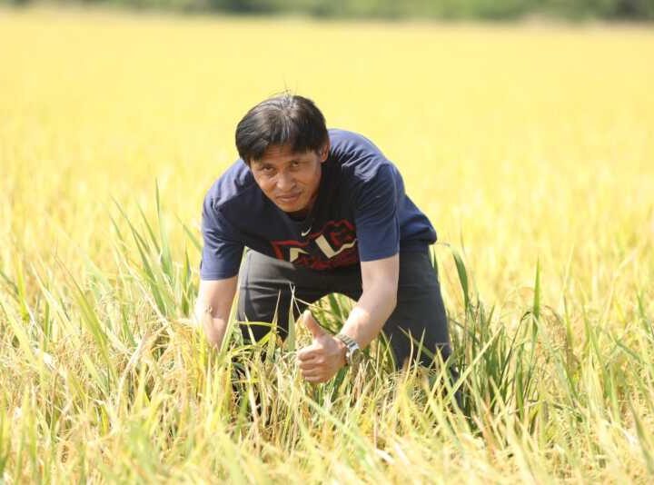 กำแพงเพชร – ผลการตอบรับของเกษตรกรไทย จากการใช้เมล็ดพันธุ์ข้าวคุณภาพดี พันธุ์ข้าว กข41 ให้ผลผลิตสูง มีความแข็งแรง และทนทานต่อโรคแมลง ตอบสนองต่อความต้องการของชาวนาเป็นอย่างดี