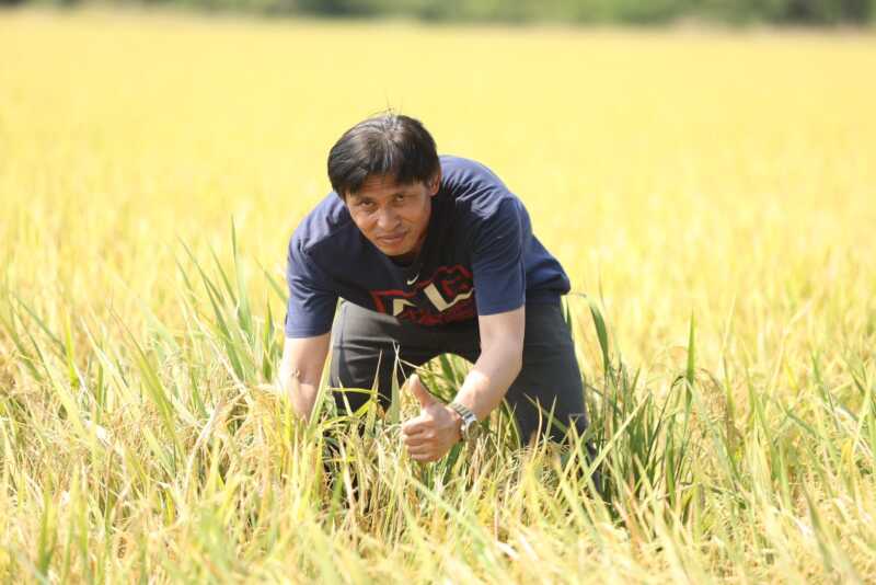 กำแพงเพชร – ผลการตอบรับของเกษตรกรไทย จากการใช้เมล็ดพันธุ์ข้าวคุณภาพดี พันธุ์ข้าว กข41 ให้ผลผลิตสูง มีความแข็งแรง และทนทานต่อโรคแมลง ตอบสนองต่อความต้องการของชาวนาเป็นอย่างดี
