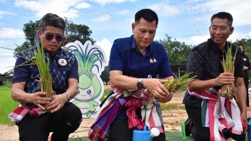มุกดาหาร – รณรงค์ปลูกหญ้าแฝก 100000 กล้า เนื่องในโอกาสวันเฉลิมพระชนมพรรษา