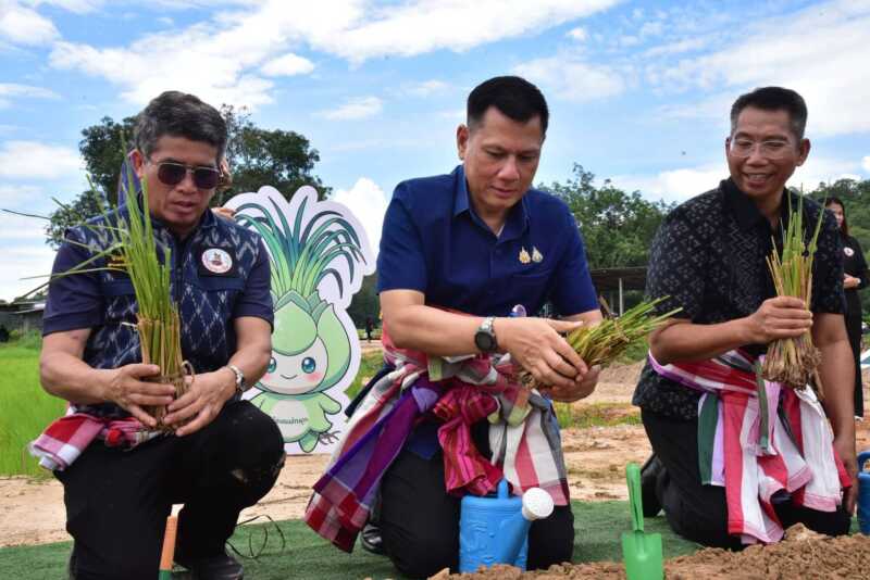 มุกดาหาร – รณรงค์ปลูกหญ้าแฝก 100000 กล้า เนื่องในโอกาสวันเฉลิมพระชนมพรรษา