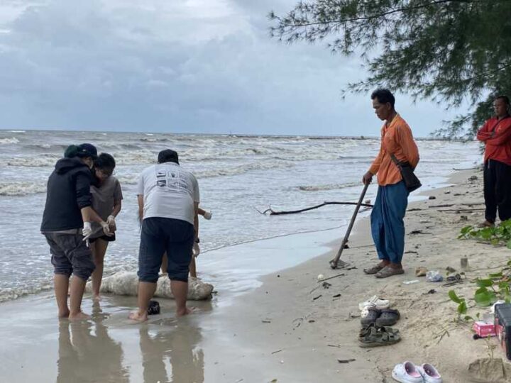 ตราด พบซากโลมาอิรวดีเน่าเกยตื้นชายหาดบ้านตาหนึก จ.ตราด สังเวยอ่าวตราดเป็นตัวที่ 10 ของปี