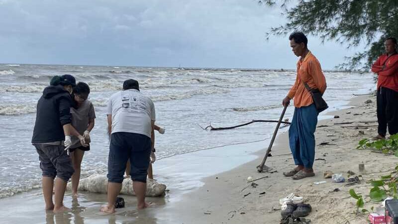 ตราด พบซากโลมาอิรวดีเน่าเกยตื้นชายหาดบ้านตาหนึก จ.ตราด สังเวยอ่าวตราดเป็นตัวที่ 10 ของปี