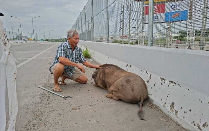 ปทุมธานี – เจ้าเล็กหมูป่า 100 โลหนีเที่ยวเดินป่วนบนสะพานข้ามแยกเจ้าของตามง้อกว่าชั่วโมงจึงยอมกลับ