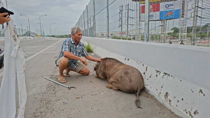 ปทุมธานี – เจ้าเล็กหมูป่า 100 โลหนีเที่ยวเดินป่วนบนสะพานข้ามแยกเจ้าของตามง้อกว่าชั่วโมงจึงยอมกลับ