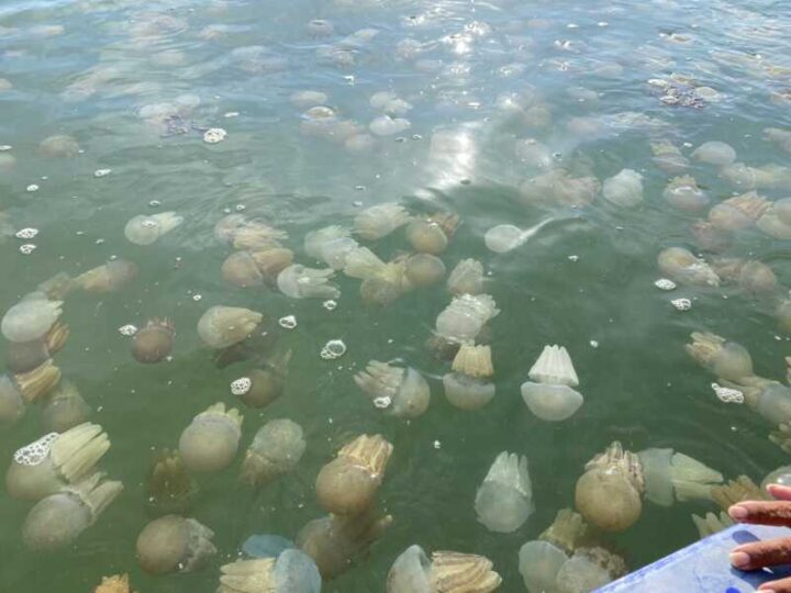 ตราด – ตื่นตา! ปรากฏการณ์แมงกะพรุนหลากสีโผล่อ่าวไม้รูด-คลองมะนาว ตราด ชาวบ้านเปิดเรือประมงบริการท่องเที่ยวนั่งชม
