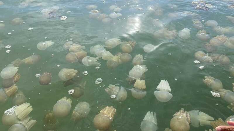 ตราด – ตื่นตา! ปรากฏการณ์แมงกะพรุนหลากสีโผล่อ่าวไม้รูด-คลองมะนาว ตราด ชาวบ้านเปิดเรือประมงบริการท่องเที่ยวนั่งชม