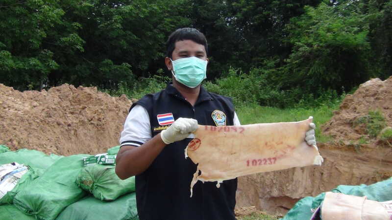 มุกดาหาร – ด่านกักกันสัตว์ ทำลายหนังสุกรแช่แข็ง 5 ตัน ด้วยวิธีฝั่งกลบ
