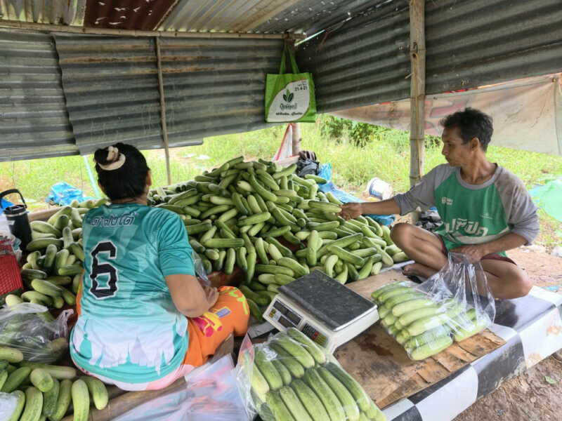 อ่างทอง – สองสามีภรรยาเช่าที่นา3ไร่ปลูกแตงร้านสร้างรายได้อย่างงาม มีพ่อค้ามารับถึงหน้าแปลงผัก การลงทุนน้อย เป็นพืชที่ตลาดมีความต้องการสูงขายได้ตลอดปี