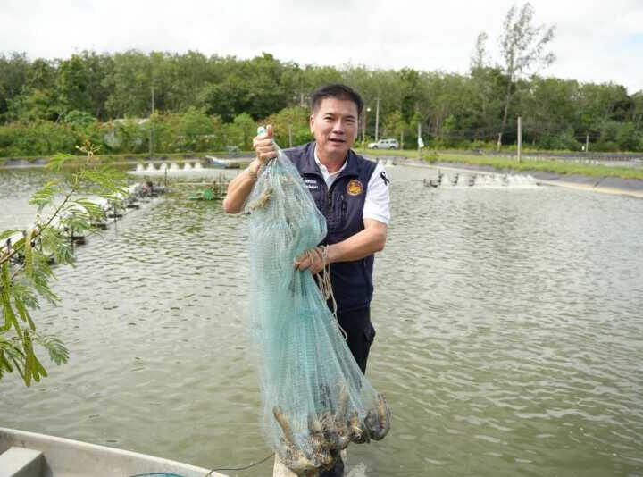 พังงา-ผู้ว่าพังงา ชวนชิม “กุ้งเสือพังงา” เลี้ยงใกล้ชิดธรรมชาติ ชูเนื้อแน่น หวานกรอบ เล็งเพิ่มช่องทางตลาดยกระดับราคาเกษตรกร