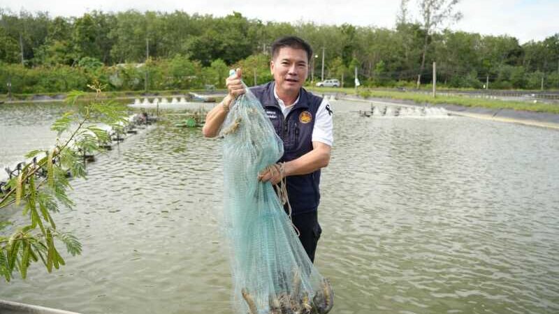 พังงา-ผู้ว่าพังงา ชวนชิม “กุ้งเสือพังงา” เลี้ยงใกล้ชิดธรรมชาติ ชูเนื้อแน่น หวานกรอบ เล็งเพิ่มช่องทางตลาดยกระดับราคาเกษตรกร
