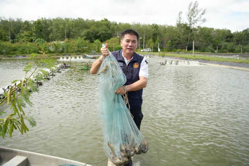 พังงา-ผู้ว่าพังงา ชวนชิม “กุ้งเสือพังงา” เลี้ยงใกล้ชิดธรรมชาติ ชูเนื้อแน่น หวานกรอบ เล็งเพิ่มช่องทางตลาดยกระดับราคาเกษตรกร