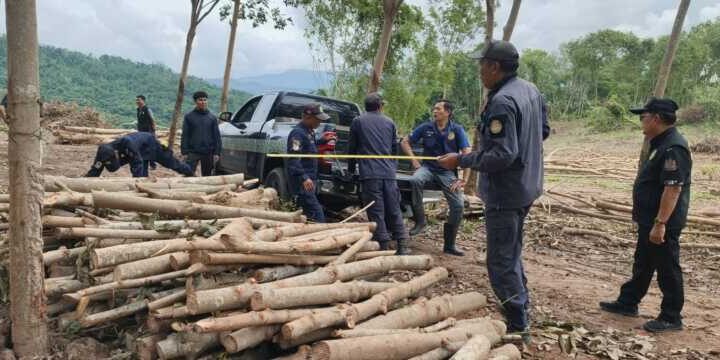 ร้องป่าถูกบุกรุก! จนท.ลุยตรวจทับสะแก พบลานไม้ 40 ท่อน-ร่องรอยเลื่อยยนต์ จี้สอบใบอนุญาต คทช. ปมโค่นไม้ยางกลางเขตป่าสงวนฯ