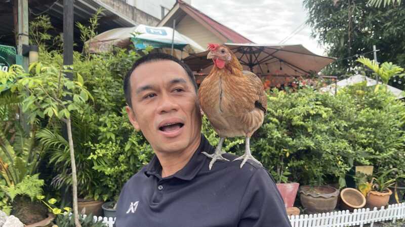 หนุ่มพา “ไก่ป่า” เกาะไหล่ซ้อนมอเตอร์ไซค์เที่ยว เผยเลี้ยงตั้งแต่ถูกแมวคาบมา จนกลายเป็นเพื่อนคู่ใจ พาออกมาใส่บาตรด้วยกันเป็นประจำ