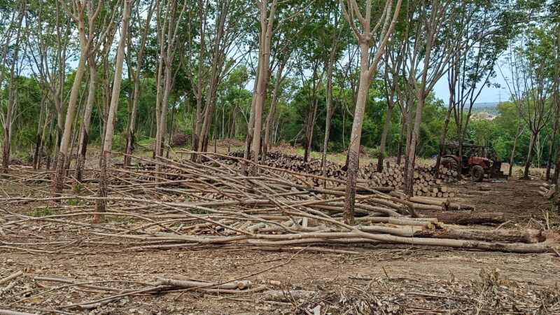 ชาวบ้านทับสะแก ร้องตรวจสอบพื้นที่ป่าทับสะแก พบป่าถูกโค่นเป็นวงกว้าง โดยมีเครื่องจักร–เครื่องเลื่อยไม้ พร้อมไม้กองจำนวนมาก หวั่นรุกป่าหรือขออนุญาติถูกต้องหรือไม่