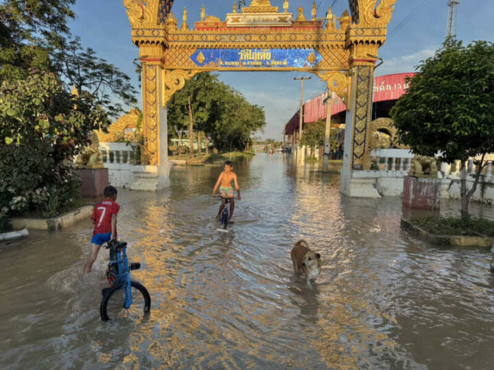 ปทุมธานี – วัดไก่เตี้ยอ่วมน้ำทะลักคุ้งเจ้าพระยาท่วม70 ซม.พระ-เณรพายโฟมเร่งอพยพวัวควายหนีตายขึ้นโบสถ์